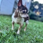 Gizmo