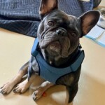 Yoda