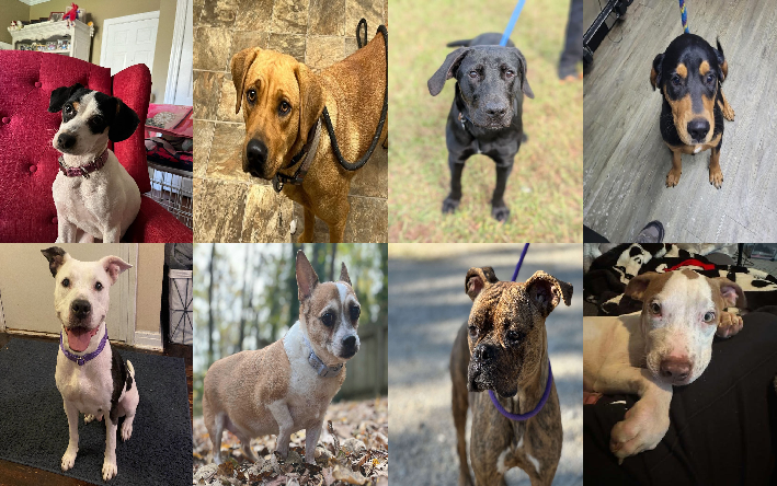 20241104pups