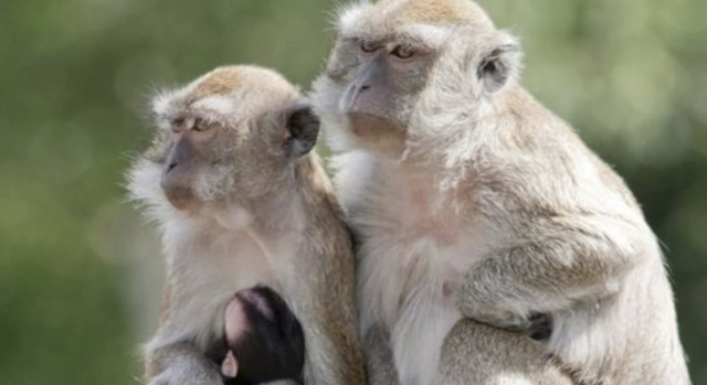 Monkeys That Escaped A Lab Are A Species Used For Human Research Since ...