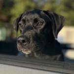 Gunner