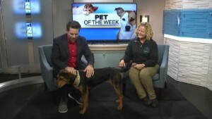 Lexington Pet Of The Week 11/26