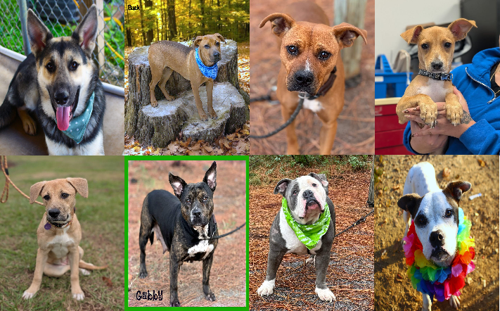20241112pups