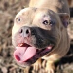 Petey