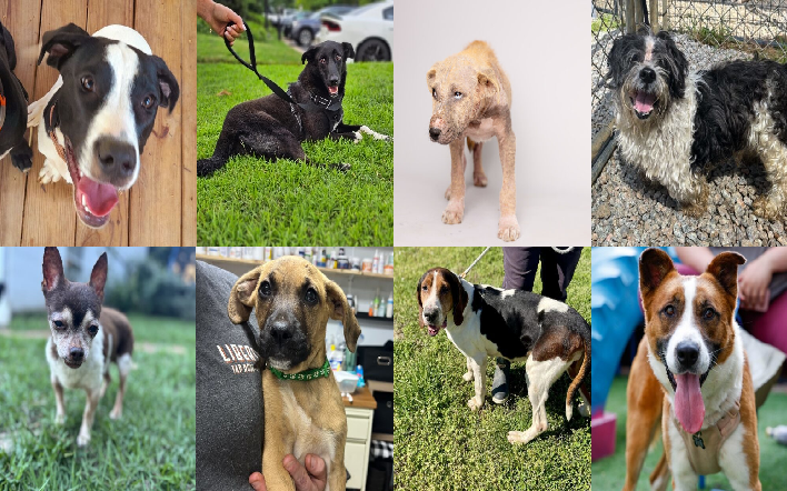 20241120pups