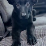 Nellie
