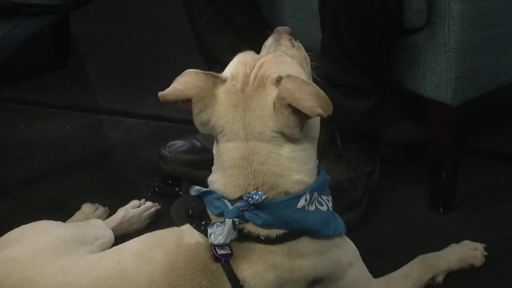 Pet Of The Week