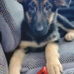 Nala