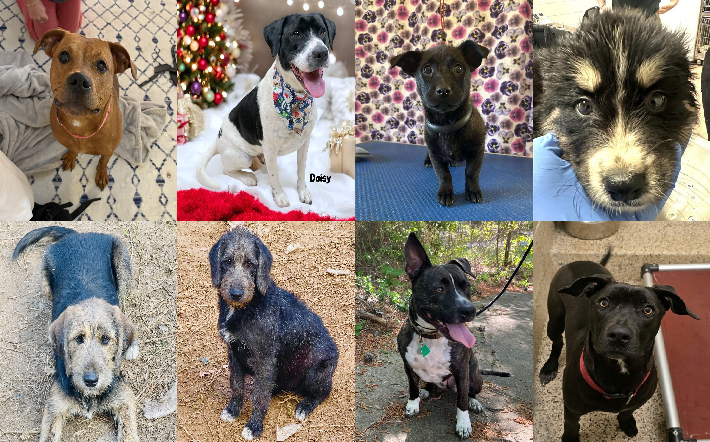 20241217pups