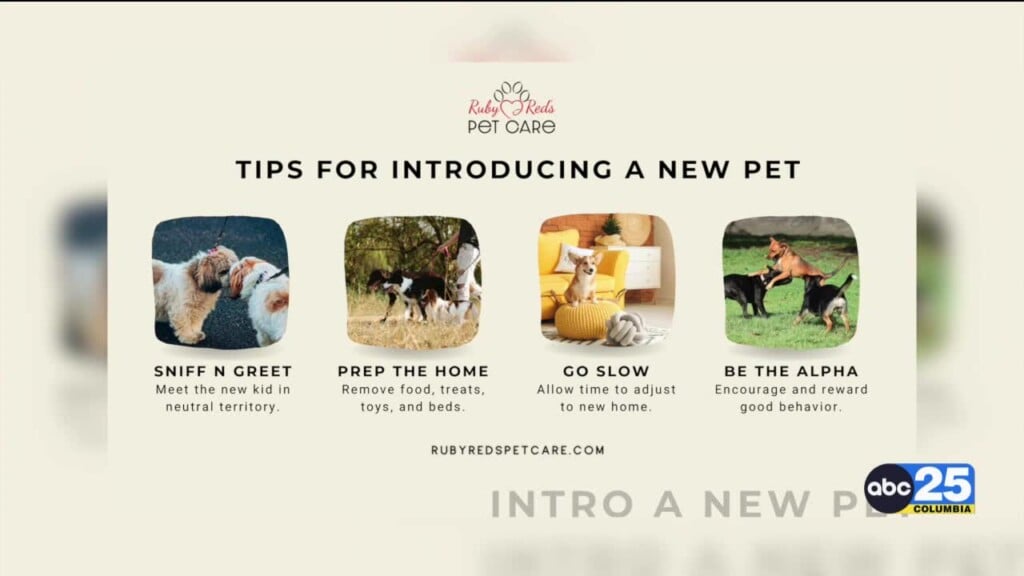 Ruby Red Expanding The Pack