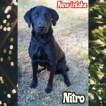 Nitro