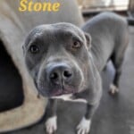 Stone