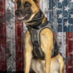 K9 Officer Bumi