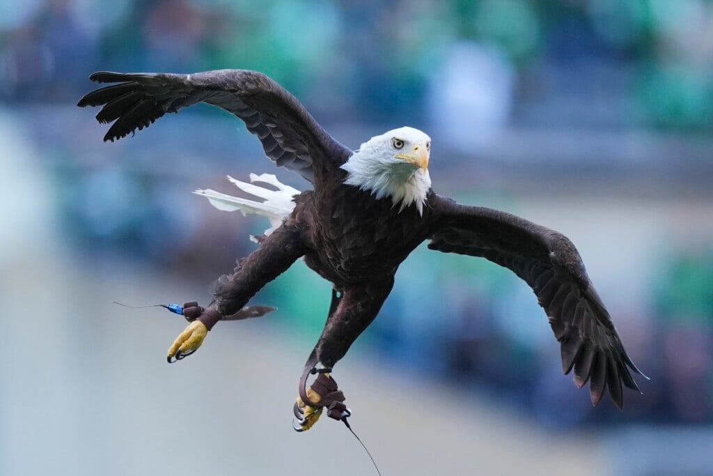 Jaguars Eagles Football