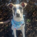 Snoopy