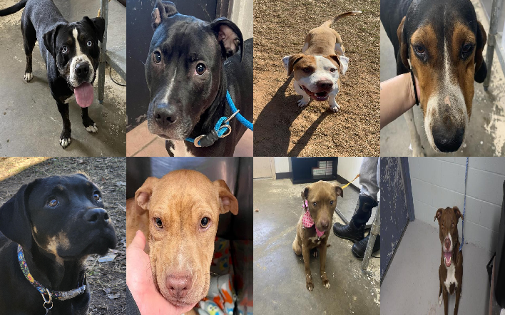 20241209pups