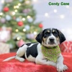 Candy Cane
