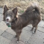 Kuma