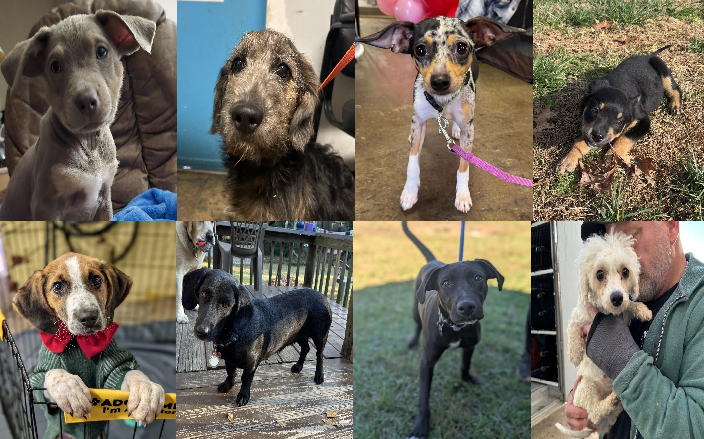 20241216pups
