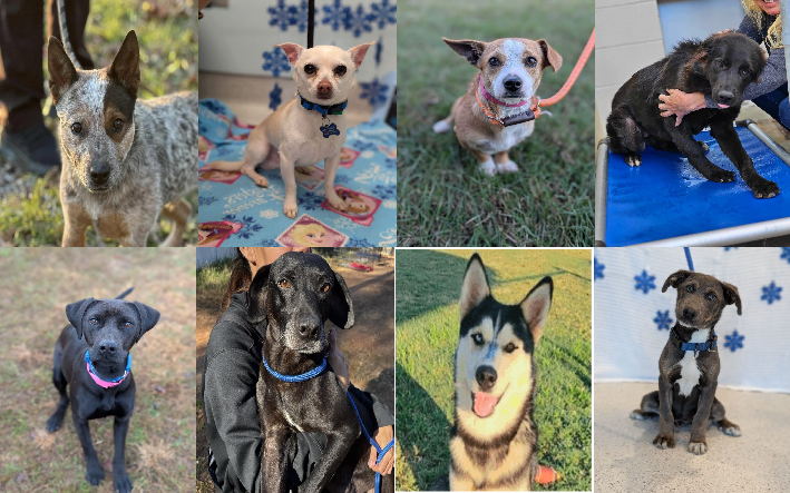 20241223pups
