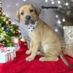 Gingersnap