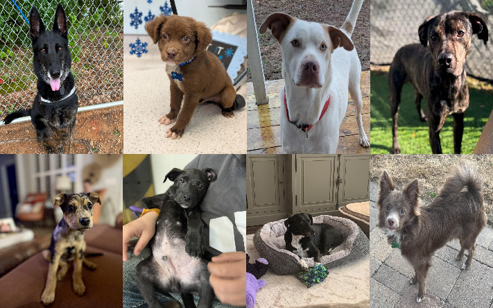 20241231pups