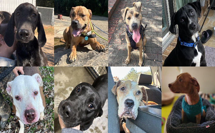 20241205pups