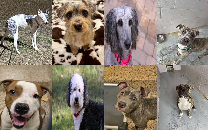 20241218pups