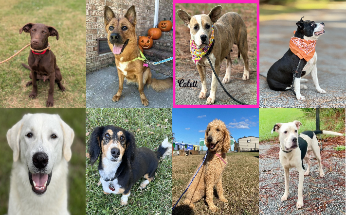 20241203pups