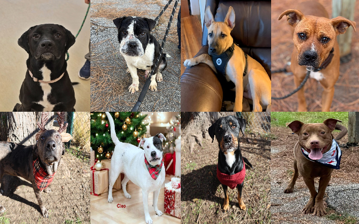 20241219pups