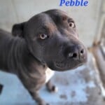 Pebble