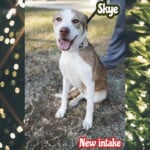 Skye