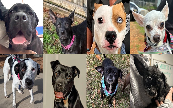 20241227pups