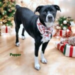 Pepper