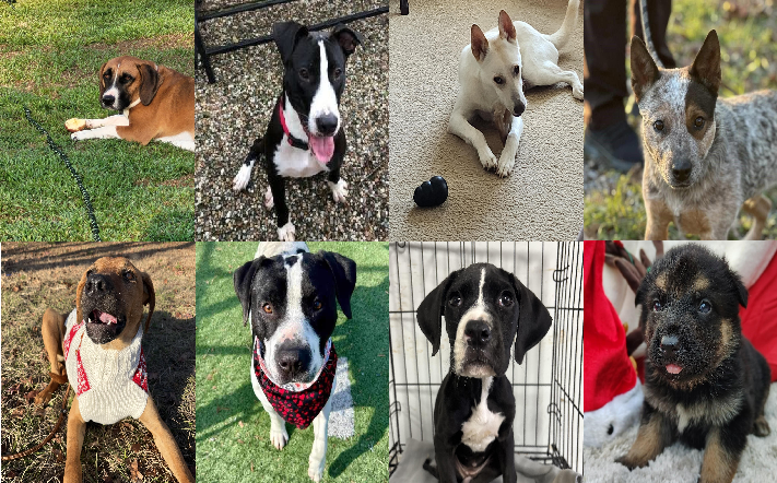 20241226pups
