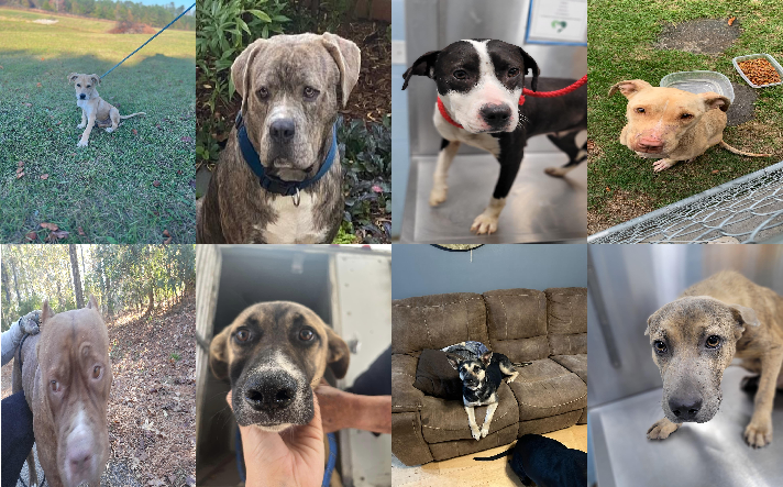 20241202pups