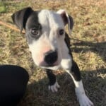 Petey