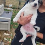 Sage