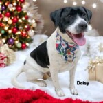Daisy
