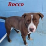 Rocco
