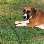Beauregard