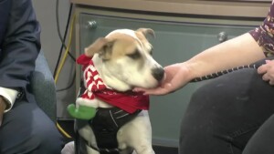 Pet Of The Week 1217