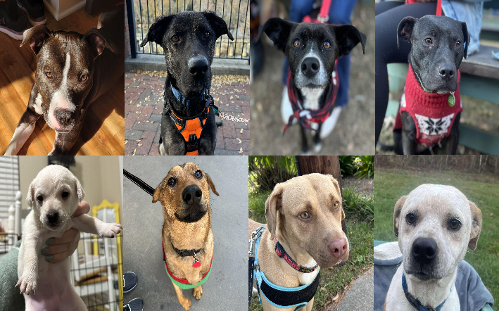 20241210pups