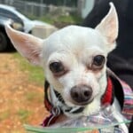 Chico