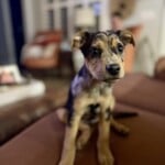 Eloise