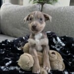Jax