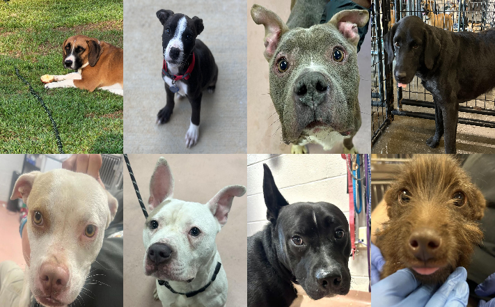 20241220pups
