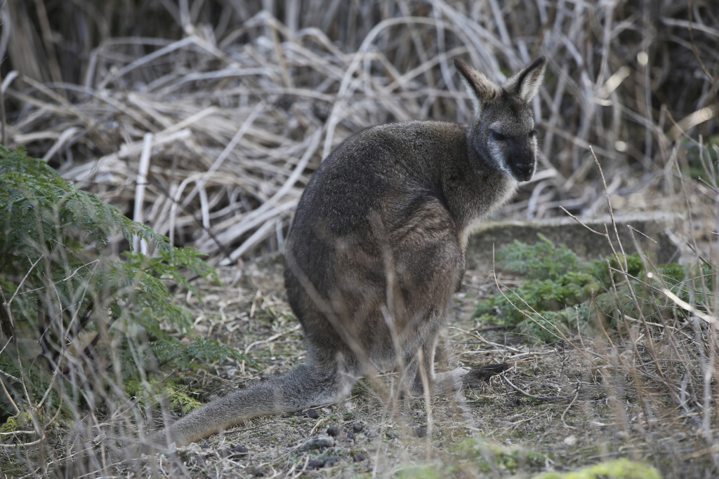 Australia Wildlife