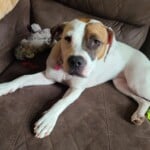 Nova
