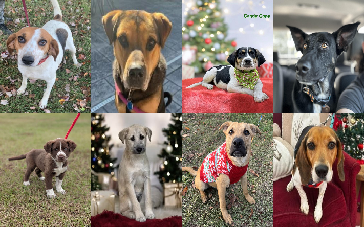 20241206pups